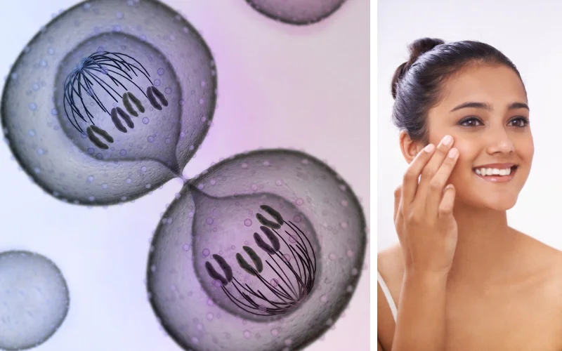 mitosis-for-skin-health